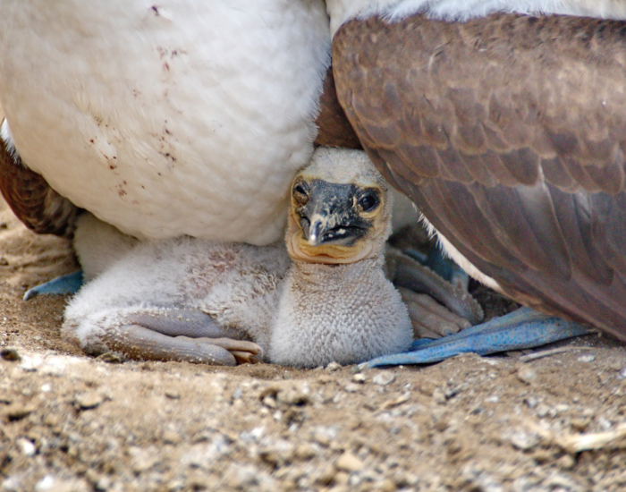 a blue footed chick