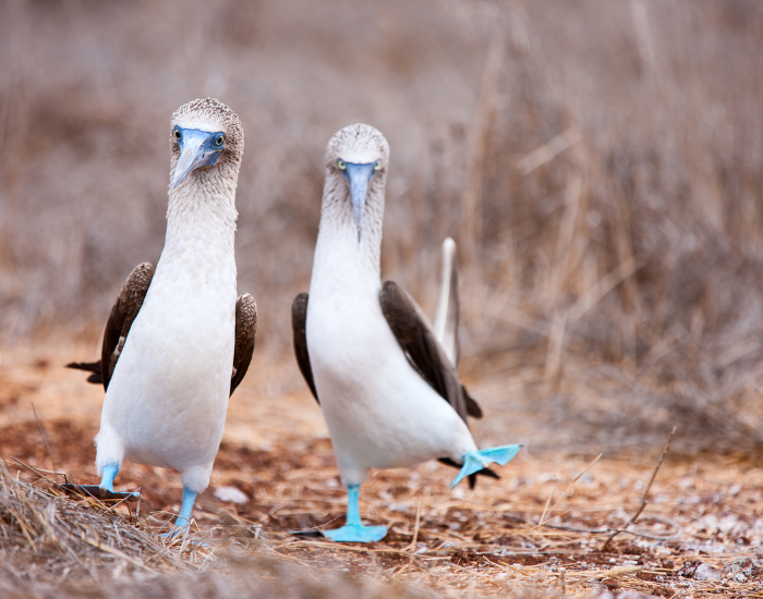 two blue footed booby birds in the wild natural habitat