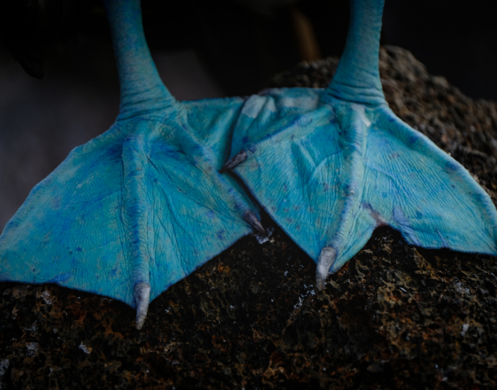 close up on the feet of a blue footed booby bird