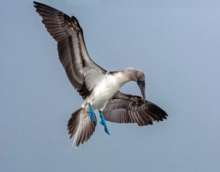 BLUE FOOTE DBOOBY BIRD FLYING