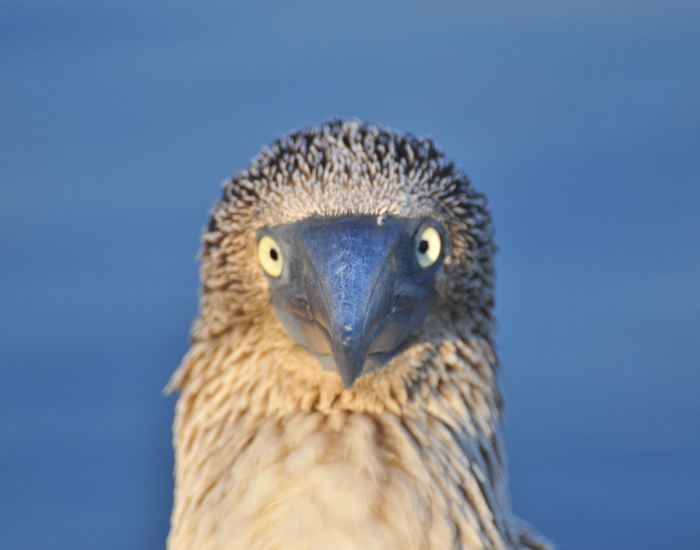 close up of a blue footed booby bird head