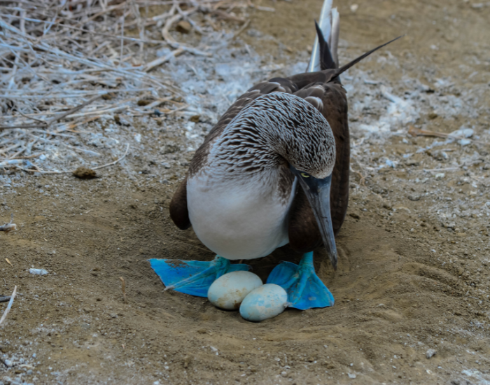 blue footed booby guarding two eggs on the ground