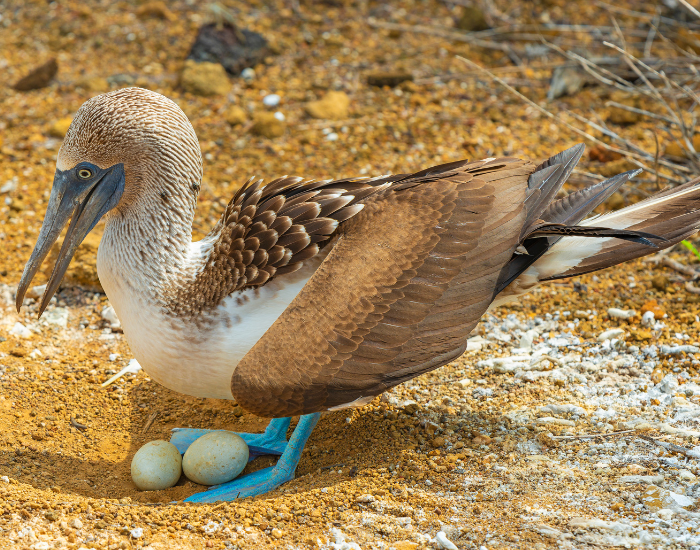 blue footed booby on the ground