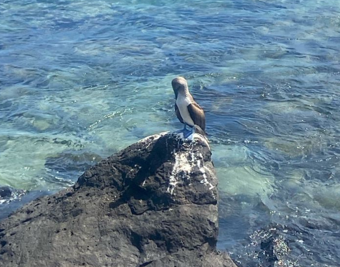 blue footed booby on a rocky shore next to the sea