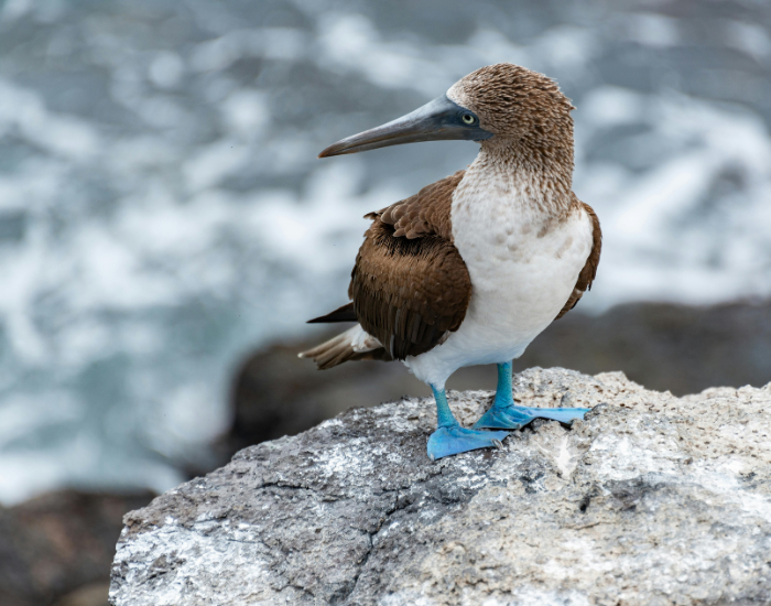blue-footed booby bird on a rock