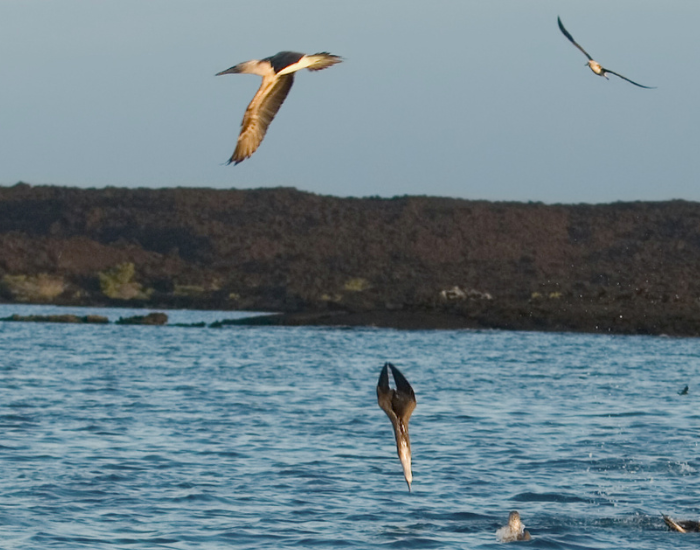 diving blue footed boobies bird in the ocean
