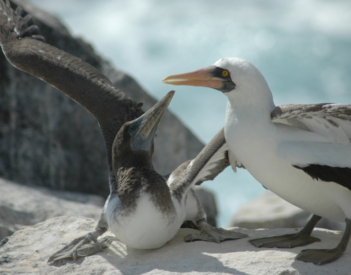 two booby birds in the wild natural habitat
