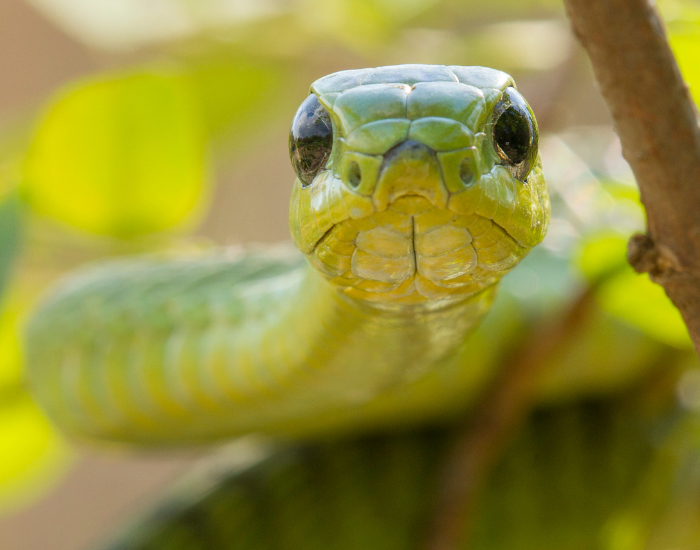 close up of a boomslang