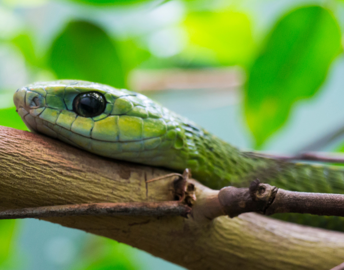 close up of a boomslang on top of a tree branch