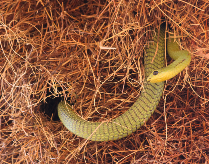 boomslang in a communal nest