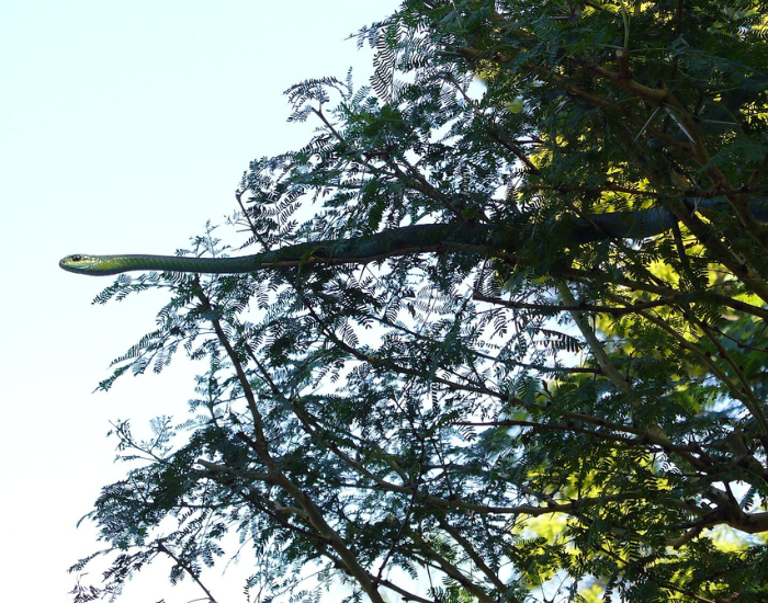boomslang on top of. a tree about to jump