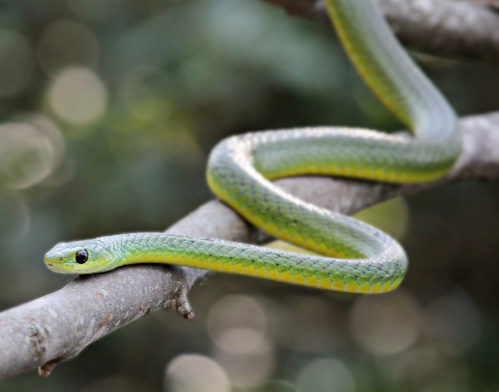 boomslang on a tree branch
