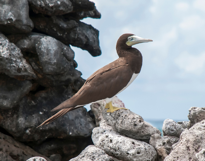 brown booby in its natural habitat