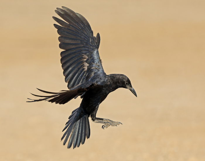 cape-Crow-Corvus-capensis.webp Cape Crow flying
