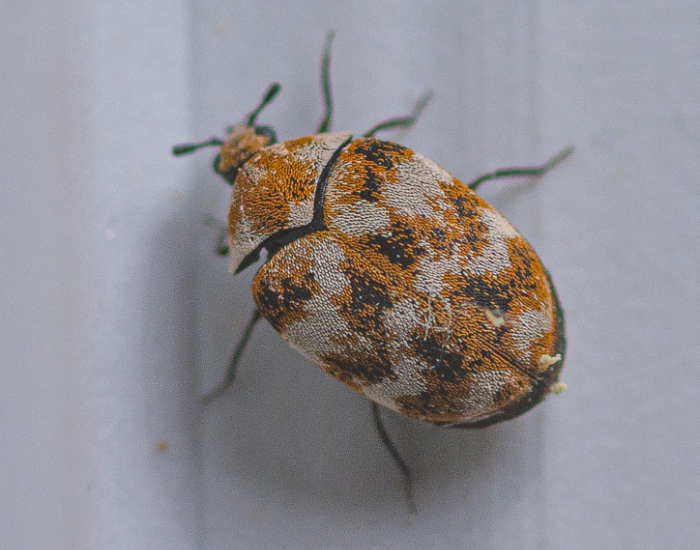 carpet-Beetle.webp carpet Beetle close up