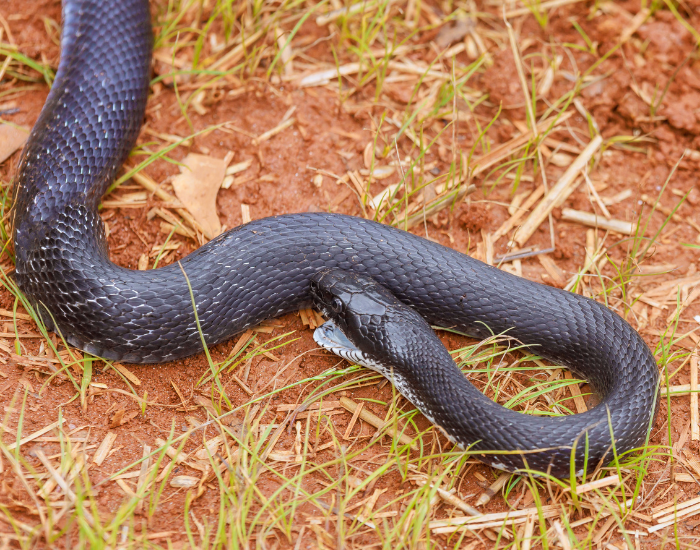 central rat snake on the ground during the day