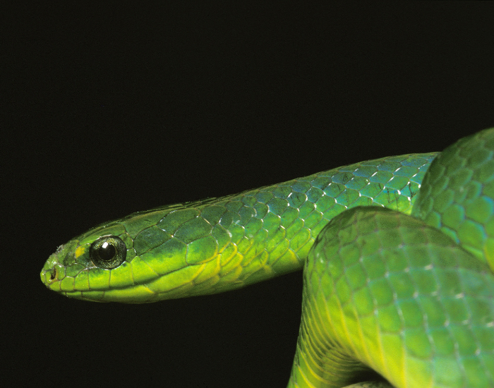 close of the heaf of a smooth green snake