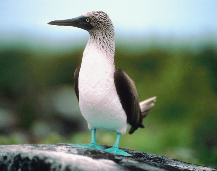 a blue footed booby standing still on a rock