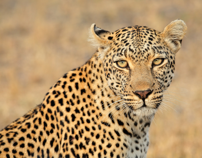 close-up-of-a-leopard-head.webp close up of a leopard