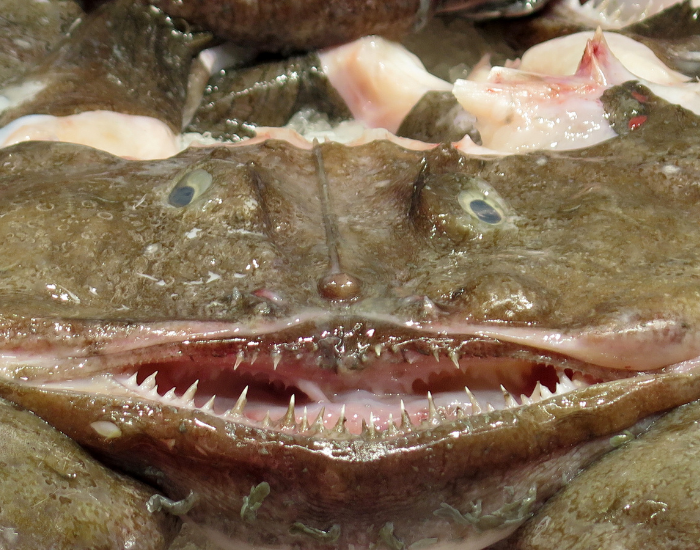 close up of a monkfish