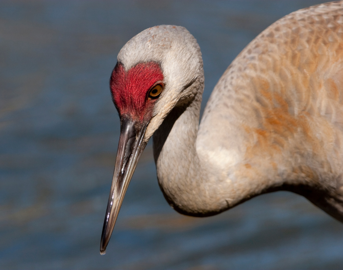 close up of a sandhill crane head