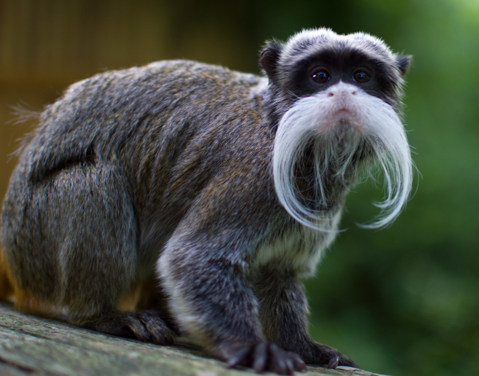 close up of an emperor tamarin