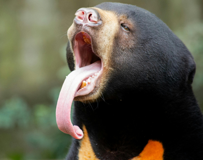 close-up-sun-bear-Helarctos-malayanus.webp close up of the head of a sun bear with its tongue out