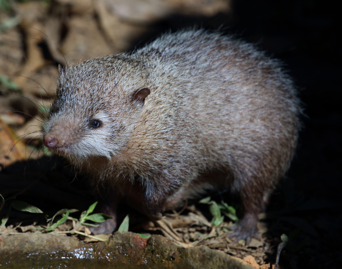  tailless tenrec at night