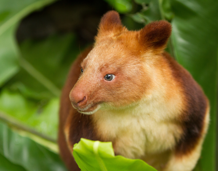 close up of a tree kangaroo eating a leaf