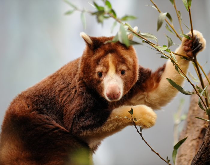 tree kangaroo holding branched