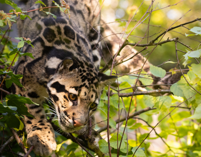 clouded-leopard-in-tree.webp clouded leopard in a tree among vegetation