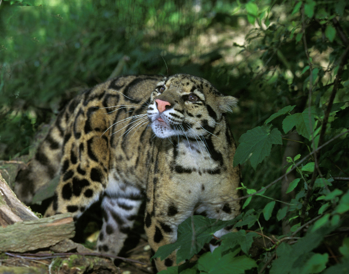 clouded-leopard-looking-up.webp clouded leopard looking up