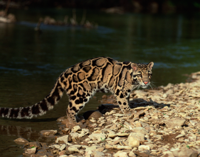 clouded-leopard-next-to-river.webp clouded leopard next to a river