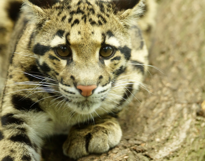 clouded-leopard-opening-close-up.webp close up of a clouded leopard
