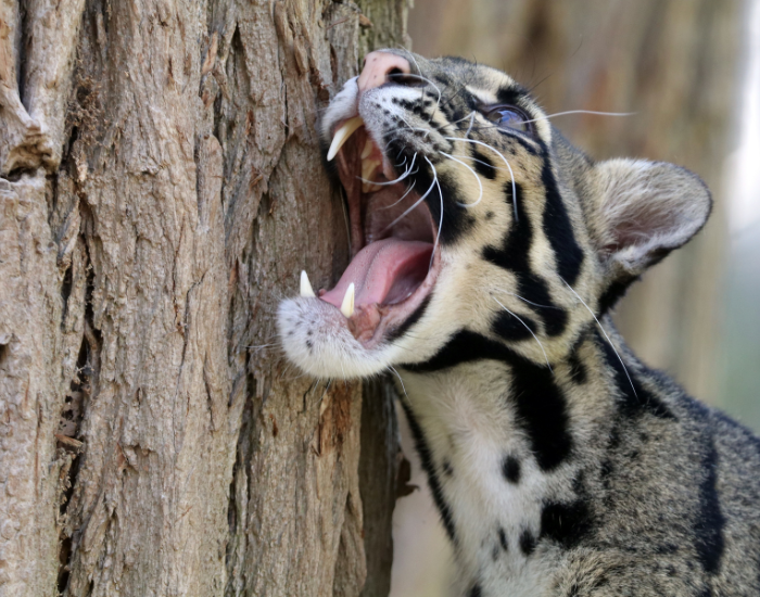 clouded-leopard-opening-mouth.webp clouded leopard opening its mouth