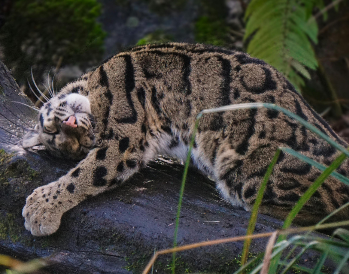 clouded-leopard-resting.webp clouded leopard laying on a fallen log