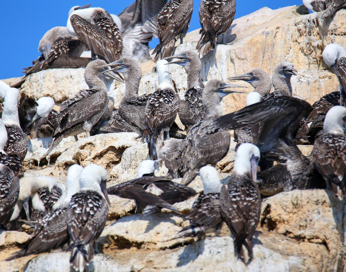 colony of peruvian boobies in peru