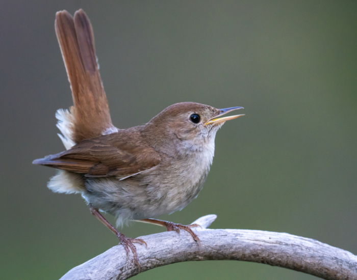 common-nightingale.webp common nightingale with its wing pointing upwards
