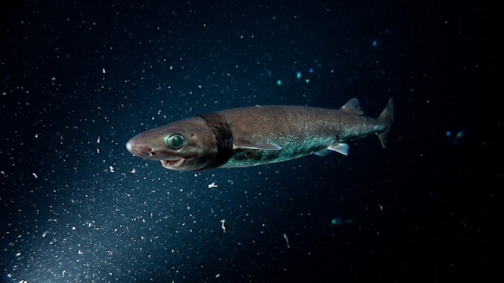 a cookie cutter shark under water view swimming