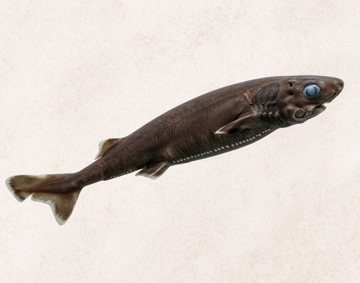 cookie-cutter-shark-no-background.webp illustration of a cookie-cutter shark with no background