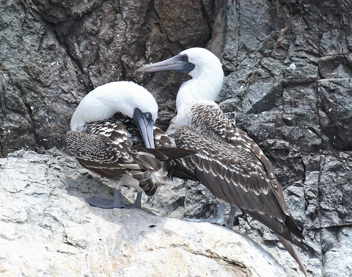 two peruvian booby birds in a rocky environment
