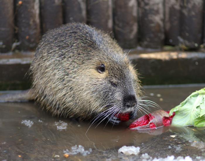 a coypus nutria eating vegetation