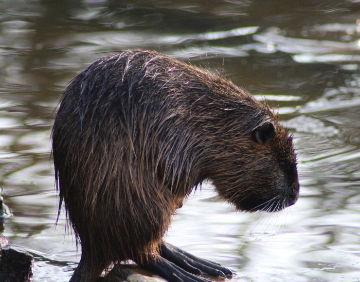 coypus nutria next to water feature in a zoo
