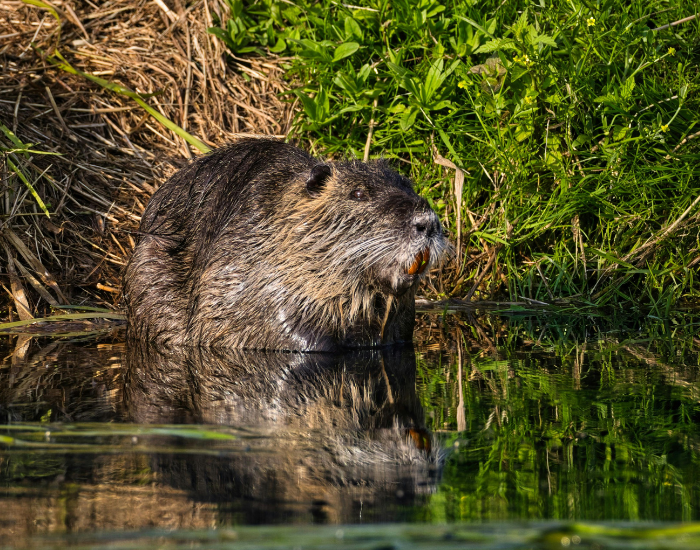 a nutria coypus next to a river