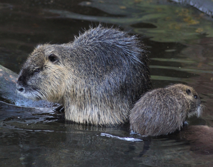 a coypu nutria mom next to its baby in a zoo