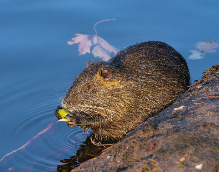 close up of a coypus nutria next to a river