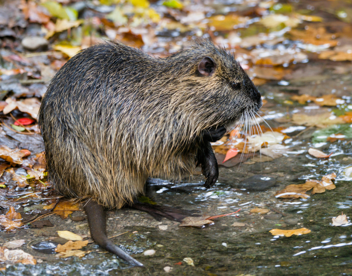 nutria by riverside