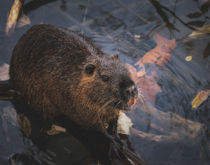 wild nutria in a river