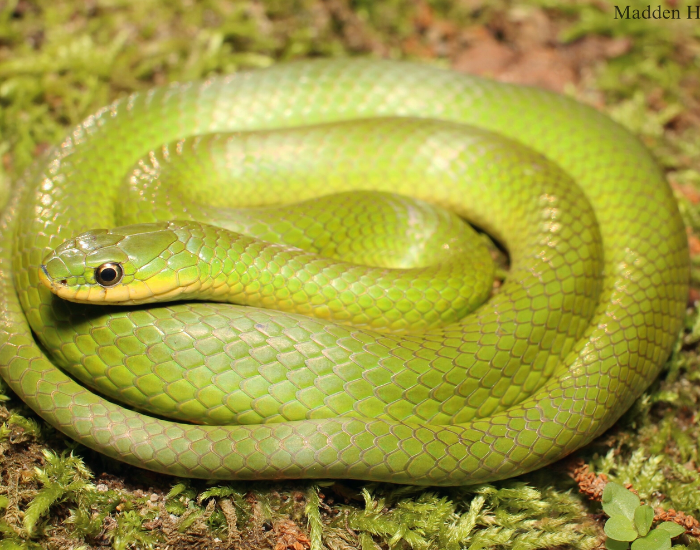 a smooth green snaked curled on the ground