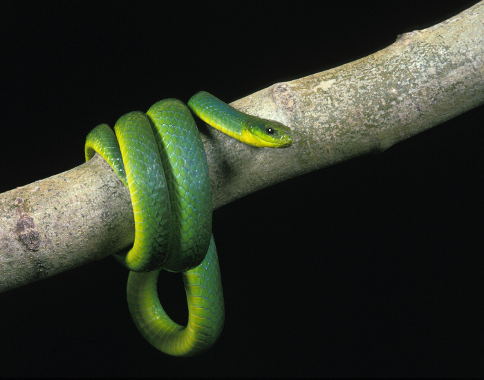 a green smooth snake curled on a branch
